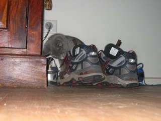 kitten in a shoe